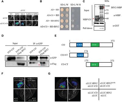 BIN2 phosphorylates the Thr280 of CO to restrict its function in promoting Arabidopsis flowering